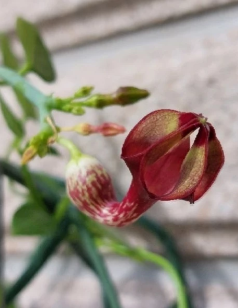 Ceropegia aristolochioides 5 Pieces Seeds