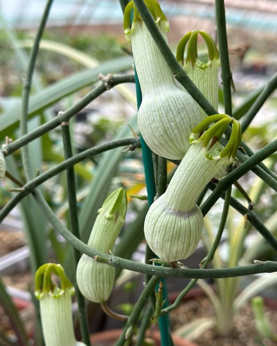 Ceropegia ampliata 5 Pieces Seeds