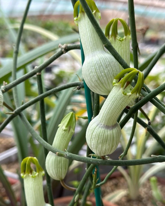 Ceropegia ampliata 5 Pieces Seeds