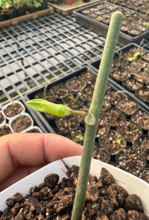 Ceropegia ampliata 5 Pieces Seeds
