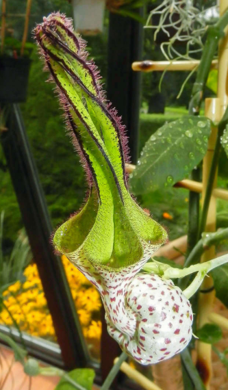 Ceropegia robynsiana 5 Pieces Seeds