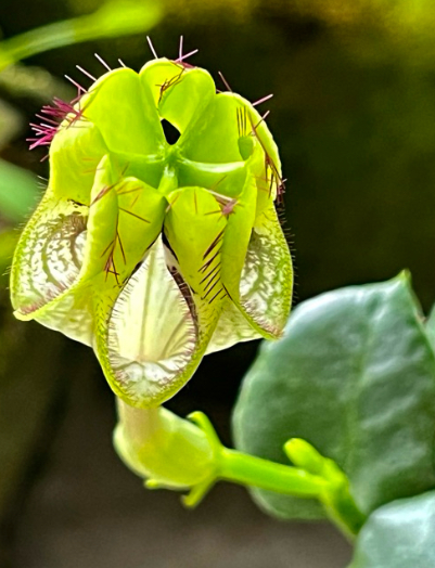 Ceropegia robynsiana 5 Pieces Seeds