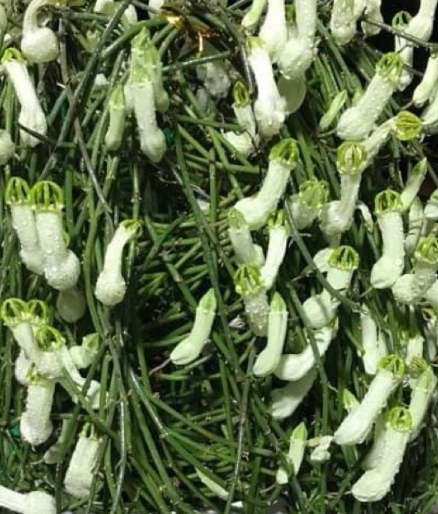 Ceropegia ampliata 5 Pieces Seeds