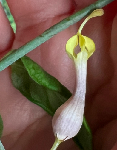 Ceropegia rhynchantha 5 Pieces Seeds