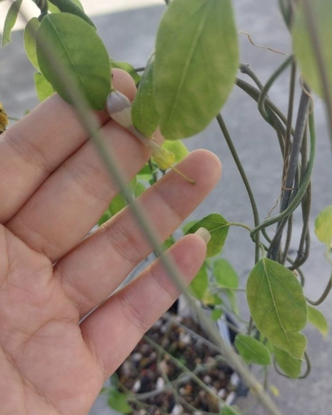 Ceropegia rhynchantha 5 Pieces Seeds