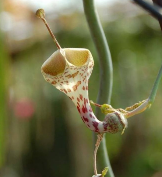 Ceropegia haygarthii 5 Pieces Seeds