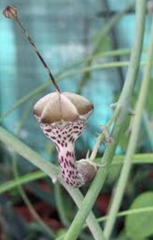 Ceropegia haygarthii 5 Pieces Seeds