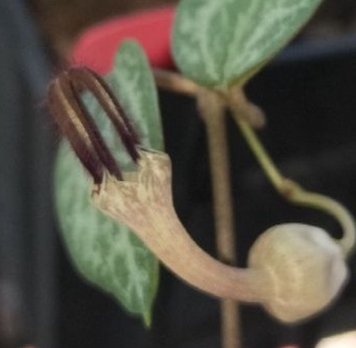 Ceropegia linearis 5 Pieces Seeds