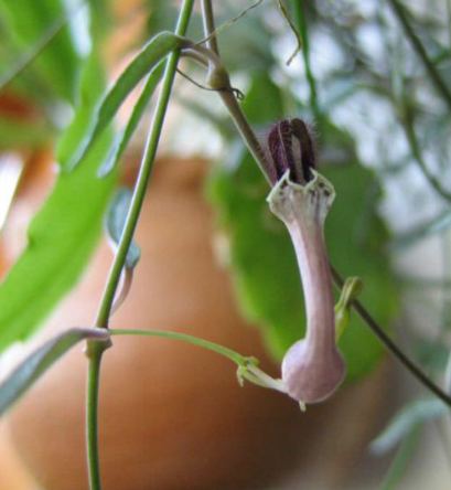 Ceropegia linearis 5 Pieces Seeds