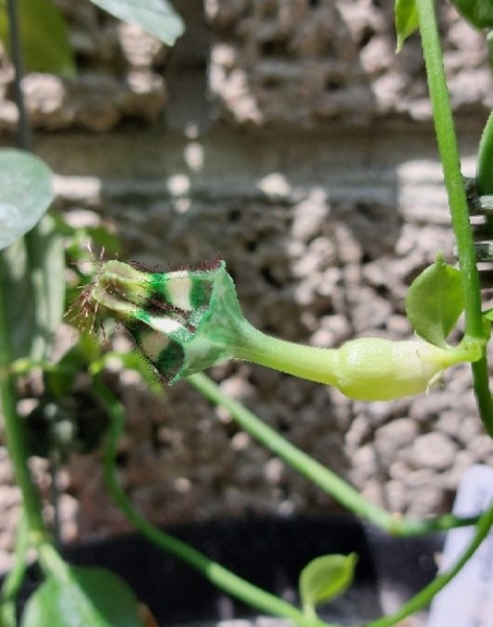 Ceropegia fimbriata zimbabwe 5 Pieces Seeds