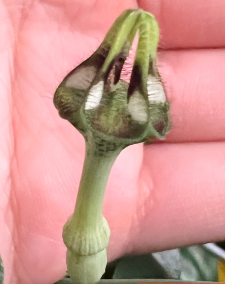 Ceropegia fimbriata zimbabwe 5 Pieces Seeds