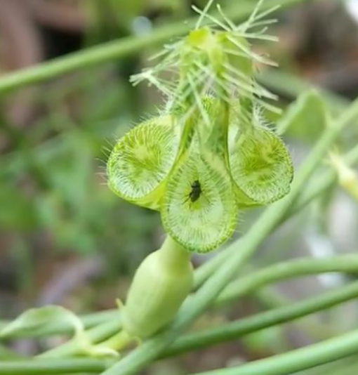 Ceropegia denticulata var. alba 5 Pieces Seeds