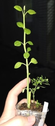 Ceropegia denticulata var. alba 5 Pieces Seeds