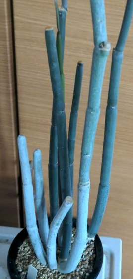 Ceropegia fusca 5 Pieces Seeds