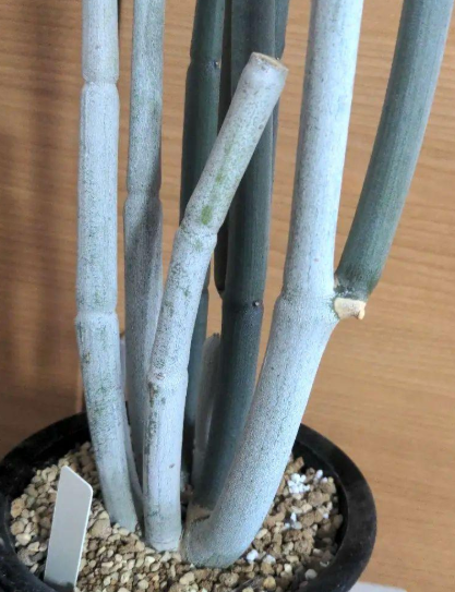 Ceropegia fusca 5 Pieces Seeds