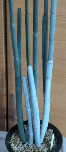Ceropegia fusca 5 Pieces Seeds