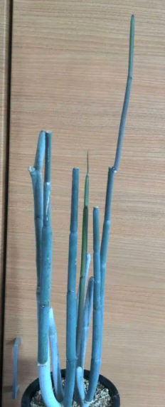 Ceropegia fusca 5 Pieces Seeds