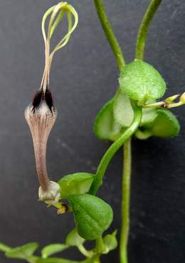 Ceropegia africana ssp. 5 Pieces Seeds