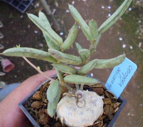 Ceropegia africana ssp. 5 Pieces Seeds