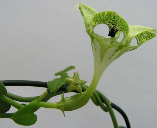 Ceropegia sandersonii 5 Pieces Seeds