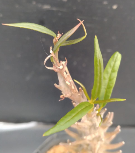 Ceropegia dimorpha 5 Pieces Seeds