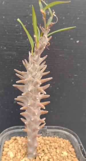 Ceropegia dimorpha 5 Pieces Seeds