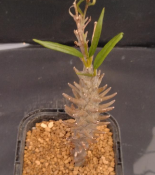 Ceropegia dimorpha 5 Pieces Seeds