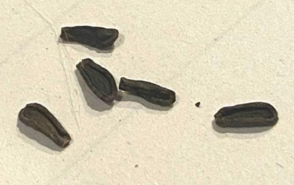 Ceropegia dimorpha 5 Pieces Seeds