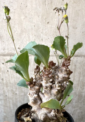 Othonna herrei 10 Pieces Seeds