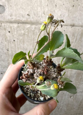 Othonna herrei 10 Pieces Seeds