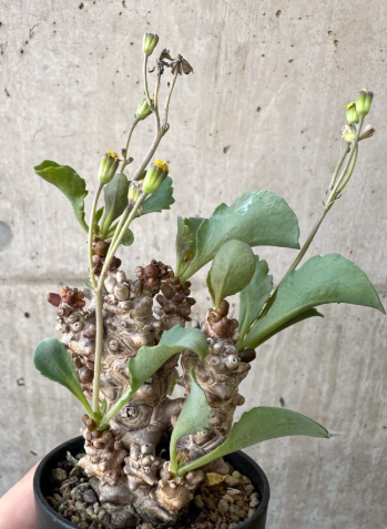 Othonna herrei 10 Pieces Seeds