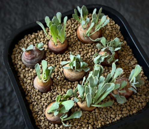Othonna cacalioides “pygmaea” 3 Pieces Seeds