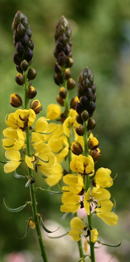 Senna didymobotrya 7 Pieces Seeds