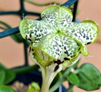 Ceropegia sandersonii 5 Pieces Seeds