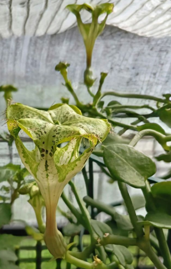 Ceropegia sandersonii 5 Pieces Seeds