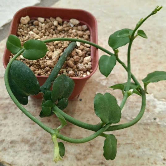 Ceropegia sandersonii 5 Pieces Seeds