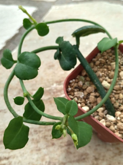 Ceropegia sandersonii 5 Pieces Seeds