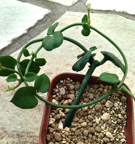 Ceropegia sandersonii 5 Pieces Seeds