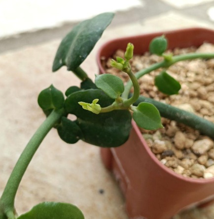 Ceropegia sandersonii 5 Pieces Seeds