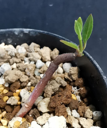 Ceropegia rhynchantha 5 Pieces Seeds