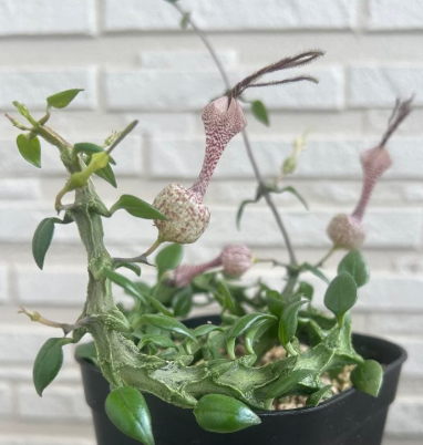 Ceropegia simoneae 5 Pieces Seeds