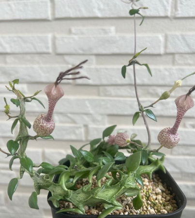 Ceropegia simoneae 5 Pieces Seeds