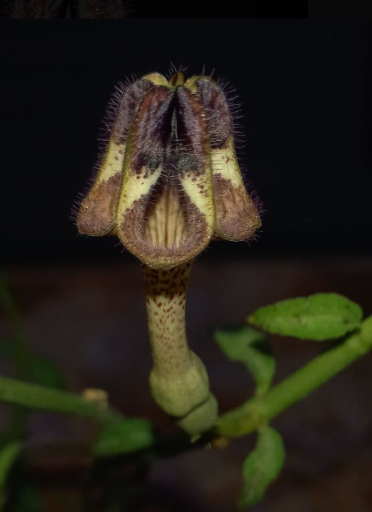 Ceropegia aniatica 5 Pieces Seeds
