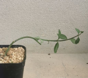 Ceropegia aniatica 5 Pieces Seeds