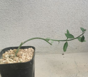 Ceropegia aniatica 5 Pieces Seeds