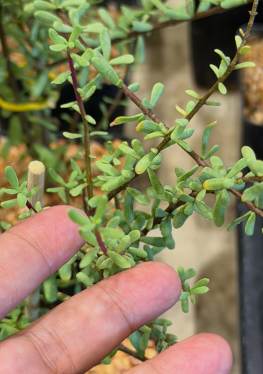 Ceraria fruticulosa 5 Pieces Seeds