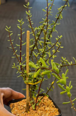 Ceraria fruticulosa 5 Pieces Seeds
