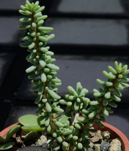 Ceraria namaquensis 5 Pieces Seeds