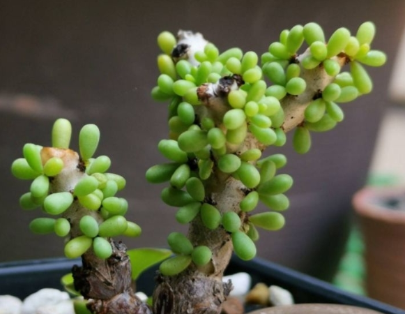 Ceraria namaquensis 5 Pieces Seeds