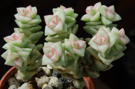 Crassula rupestris variegate 'pastel' 10 Pieces Seeds